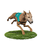 線上博弈百家樂娛樂城白金賽狗 線上博弈百家樂娛樂城白金賽狗